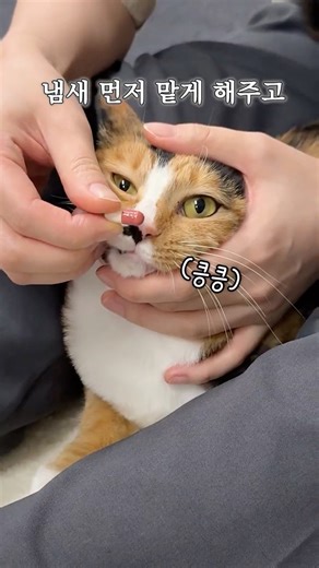 (초보 vs 고수) 확 비교되는 순간🐾 #또냥이를부탁해 [Ep.13양육]