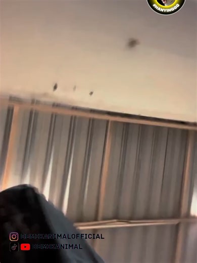 Kumpulan Video Hewan Lucu Dubbing Berbicara