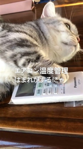 ストップ温暖化にゃエアコン温度管理猫#猫 #ねこ#cat #cats #cute