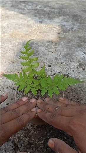 Beech Fern – Nature’s Hidden Healer | Amazing Benefits of This Magical Plant#NatureHealer