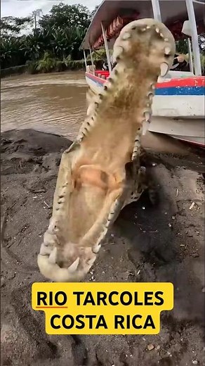 The most dangerous river in the world is full of giant crocodiles! Tarcoles River