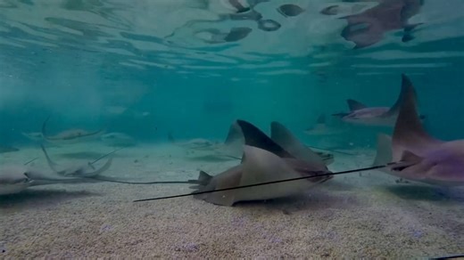 2.4K views · 103 reactions | We’re ready to swim into the weekend! Swim on over to Stingray Bay and meet some of the most majestic creatures in the sea! Our fever of stingrays can be seen daily from 9 a.m. to 4 p.m. and you can even feed the stingrays from 10:30 to 11 a.m. and 1:30 to 2 p.m. Stingray bay closes for one hour daily from 11:30 a.m. to 12:30 p.m. | Oklahoma City Zoo and Botanical Garden | Facebook