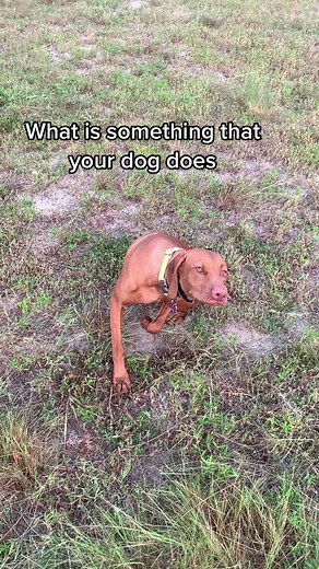Funny Vizsla Dog Behavior Revealed!