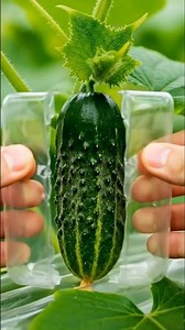 This Cucumber Turned Into a Perfect Rectangle 🥒⬛