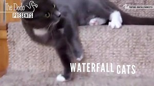 1M views · 13K shares | Waterfall cats! (via The Dodo) | HuffPost | Facebook