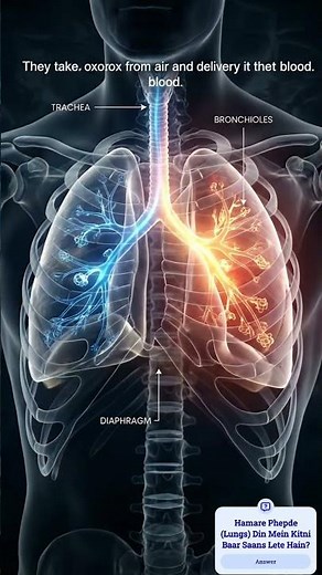 How Our Respiratory System Works | Trachea, Bronchioles & Diaphragm
