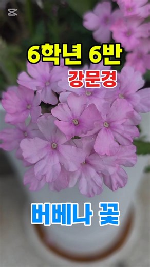 강문경 ‘6학년 6반’ 들으며 보는 버베나꽃｜나이는 숫자, 마음은 청춘 #강문경 #6학년6반 #버베나꽃 #트로트쇼츠 #꽃영상