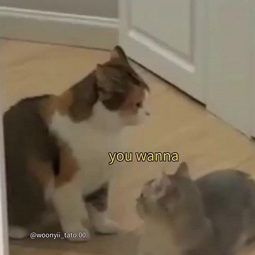 Cute Cats Talking: A Hilarious Compilation