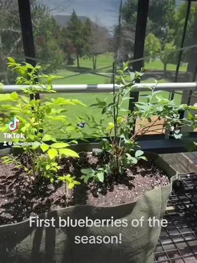 Start your garden today with Smart Pots! #smallbusiness #smartpots #garden #gardening #plantsoftiktok #farmergeorge #greenthumb #fabric #fyp #fabricbag #roots #simple #organic #farm2table #farmtok #farmtotable #nature #greenhouse #plants #growing #fruits #veggies #fruitgarden #vegtablegarden