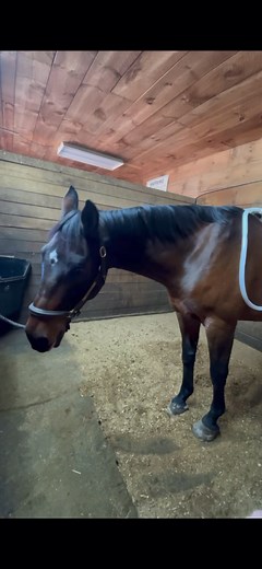 This guy saw the MagnaWave machine come out and crept closer and closer to me while setting up  Lego loves his MagnaWave time ☺️ Booking into next week! Message me or text 860-416-3240 to book a session ️ | LC Equine Services, LLC | Facebook