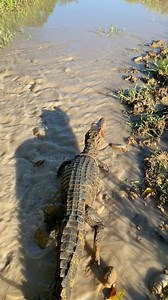 309K views · 13K reactions | Saque la mascota a pasear 﫢 #viral #viralvideo #fblifestyle | El llanero matapalo 02 | Facebook