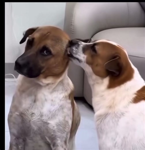 Pretorian (@pretoriano2727)’s videos with original sound - Pretorian