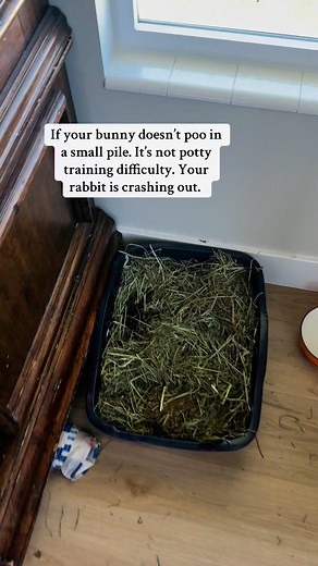 Most people don’t have a potty training problem.If your rabbit is pooping sometimes in the box and sometimes not, that’s not bad training—that’s emotional. That’s territorial.Your rabbit doesn’t feel fully safe. It doesn’t see the space as its own yet.And if you’re constantly picking up poop and putting it back in the box wondering why it’s not working—it’s because your rabbit is too stressed to be consistent.Potty training follows safety. | Rabbit Pals