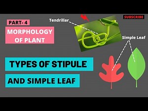 Stipule And It's Types | Simple Leaf | Morphology of Flowering Plants | TYPES OF LEAVES | Biology