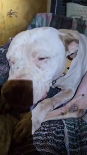 🌸Sometimes you see something and you're lucky enough to catch it on video. This is definitely one of the most beautiful gestures you could ever witness. (Look at #Bullet's smile😄) | Indelicate Pit Bull Rescue Cape-Town