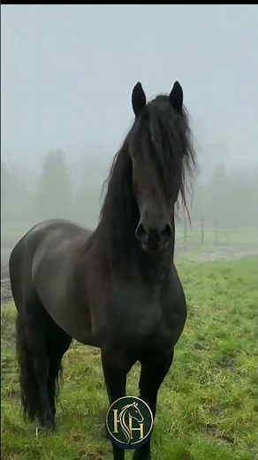 🐎 Friesian Horse Breed Explained | History, Traits & Amazing Facts