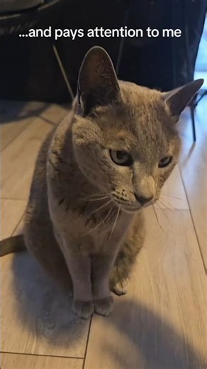 9. Sania lui Moș Crăciun set #40499 😻 #lego #jonhamm #cat #dance #shorts #viral