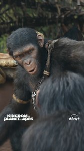 Kingdom Of The Planet of the Apes is now streaming exclusively on Disney . Download the app & subscribe now. | Disney