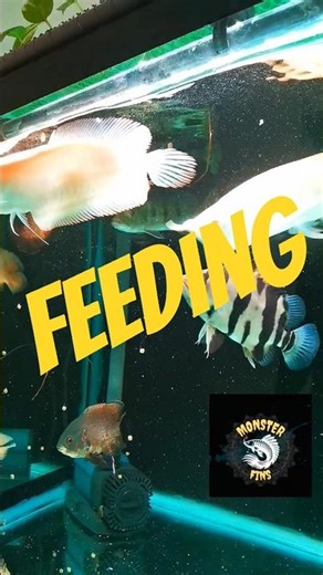 Feeding monsterfish #feeding #monsterfish #communitytank #fishtank