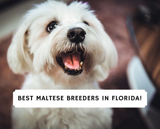 7 Best Maltese Breeders in Florida! - We Love Doodles