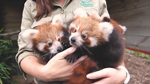 1.4M views · 105K reactions | Proof why you need Red Pandas in your life 殺 | Symbio Wildlife Park | Facebook