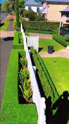 How to level hedge tops perfectly - hedge cutting process part 3