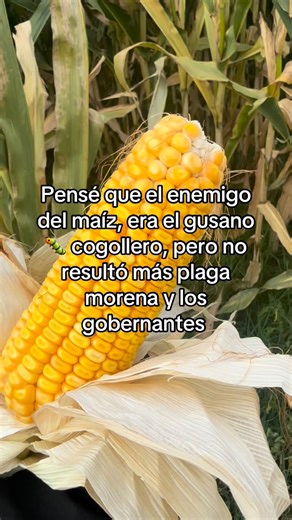 Pensé que el enemigo del maíz, era el gusano 🐛 cogollero, pero no resultó más plaga morena y los gobernantes, precios justos para el campo mexicano #maiz #campo #campomexicano #preciosjustos #fyp #viral #parati | Marco Antonio Contreras Chavez