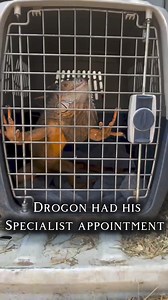36 reactions · 3 comments | Drogon had his Reptile Specialist...