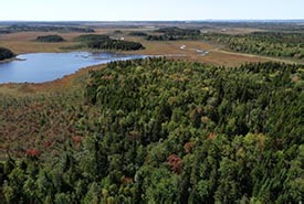 Protect Canada’s Forests