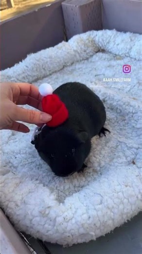 The 2025 Barnyard Buddy Blooper Reel 💜