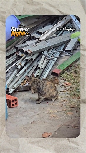 Tình huống này từ chối sao nổi #meo #meohoang #meomecon