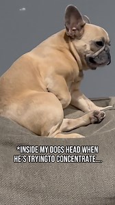 8.4K views · 392 reactions | We used a translator for this, trust me #mindreading #psychicreading #frenchbulldog #dogparents #dog #selflove #innerthoughts | somefrenchienamedapollo | Facebook