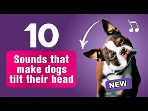 10 Sounds That Make Dogs Tilt Their Heads