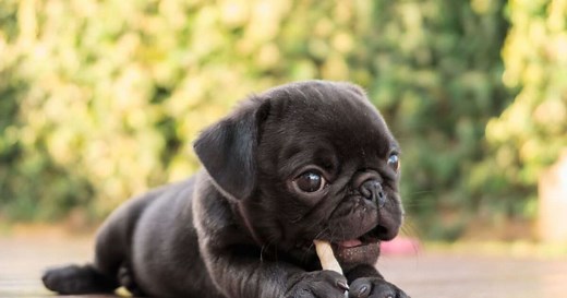 10 raças de cachorro mais fofas do mundo
