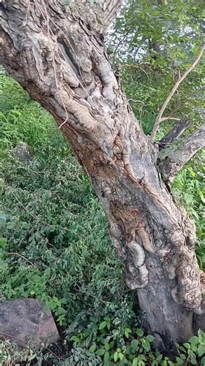 Exploring the Vibrant Culture of Garoua Pitoa