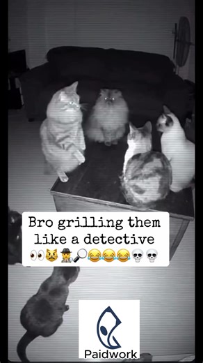 Paidwork — an app that pays you for doing simple tasks like watching videos, playing games, taking surveys, and testing apps. USE LINK FOR 10$ BONUS!!! https://www.paidwork.com/?r=Zentiim | All Laughz