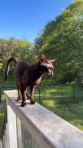 Hazel crispy honk compilation! 😄💞 | fivecrazycats