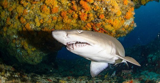Sand Tiger Shark Teeth: Everything You Need To Know