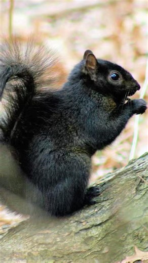 1% of ALL SQUIRRELS🐿️⁉️