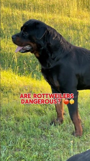 Are Rottweilers ACTUALLY dangerous? 😳