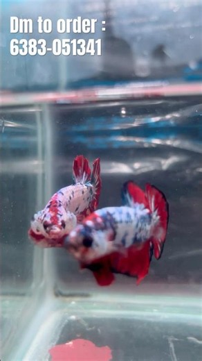 Exotic Plakat Bettas For Sale | Rare & Imported Quality Fighter Fishes | #viral #aquarium