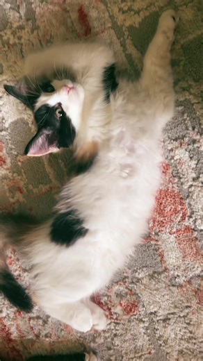 smile (@ragingtorch)’s videos with original sound - . .