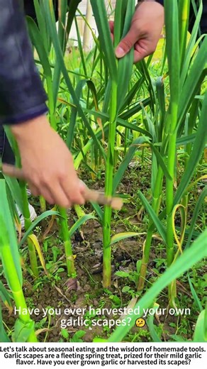 Spring's Curly Delight: Harvesting Garlic Scapes with a DIY Tool 🌱