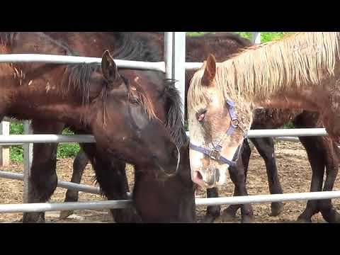 K-Cruelty: Inside South Korea's Largest Horse Slaughterhouse