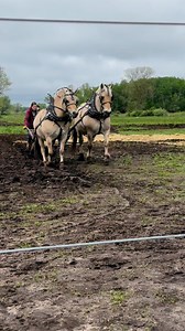 6.8M views · 10K reactions | A good day plowing #plowing #horses #fjords | Suzanne Carrick | Facebook