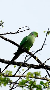 Rose ringed parakeet #reels #birds #wildlife #nature | 𝐍𝐚𝐭𝐮𝐫𝐞 𝐏𝐡𝐨𝐭𝐨𝐬 𝐁𝐨𝐨𝐤