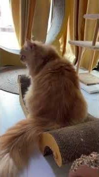 แต่ละวันของบักสะบงอยู่นิ่งไม่ได้นาน #น้องสะบง