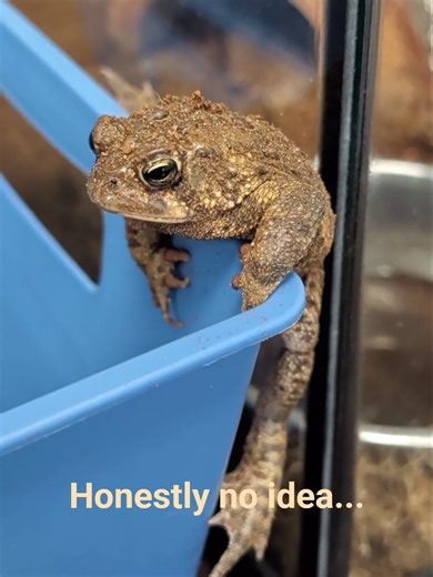 Who let the toads out? #shorts #frog #toads #reptiles #nature #animals #pets #toad
