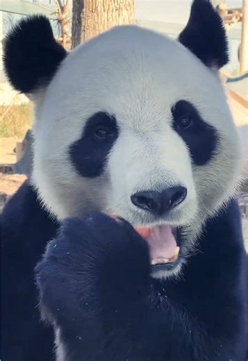 Pandas Enjoying Carrots: A Delightful Mukbang