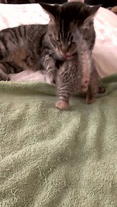 44K views · 3.5K reactions | Nala isn't Mercury's mum, and as far as we know never had kittens, but she loved baby Merc, and would hold him down to groom him after each bottle feeding. They still sleep together at night, and do a little mutual grooming when they each allow it. #tbt | Raising Mercury | Facebook